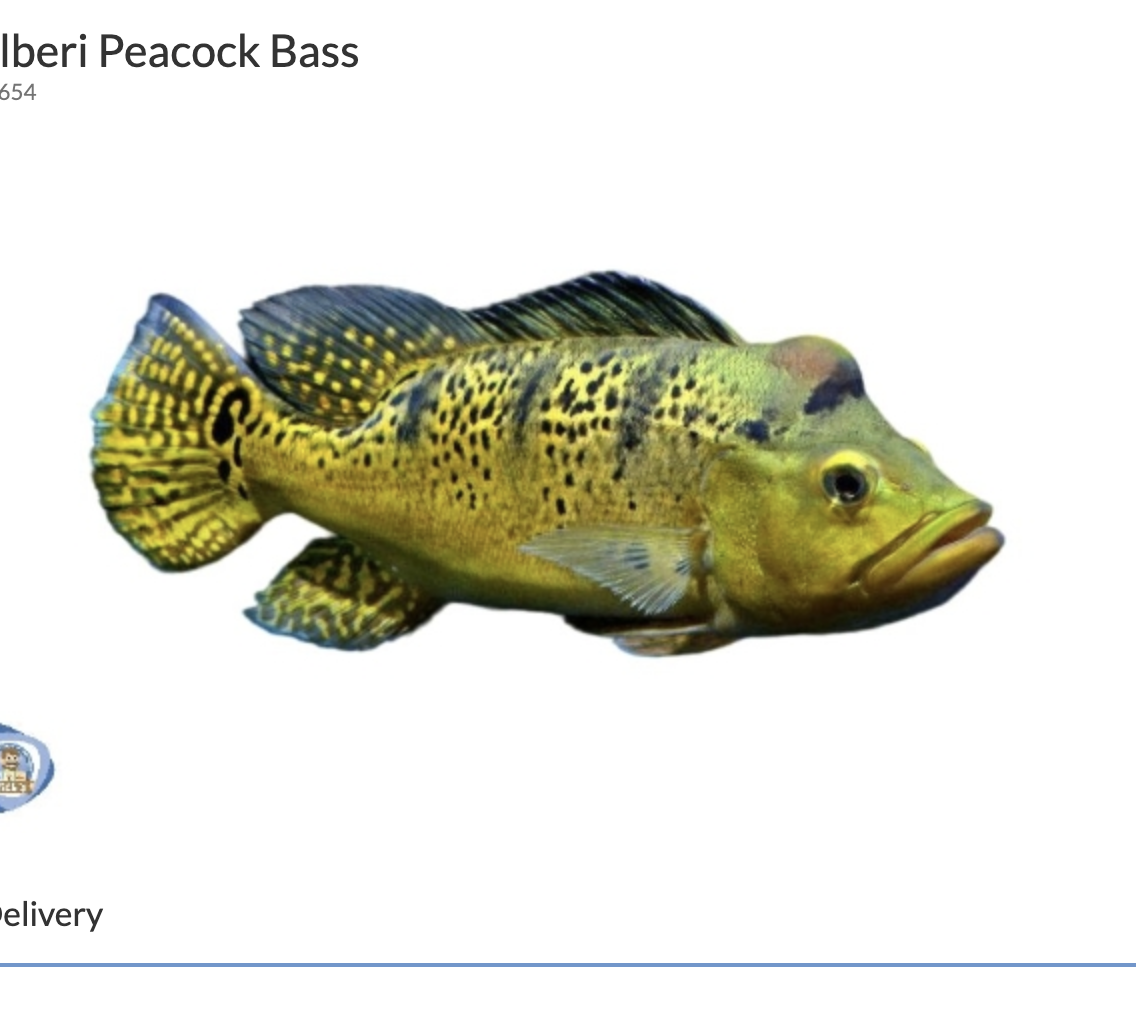 Kelberi peacock bass