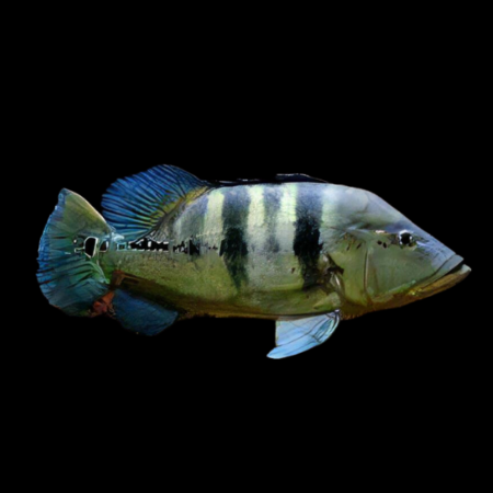 Azul Blue Peacock Bass