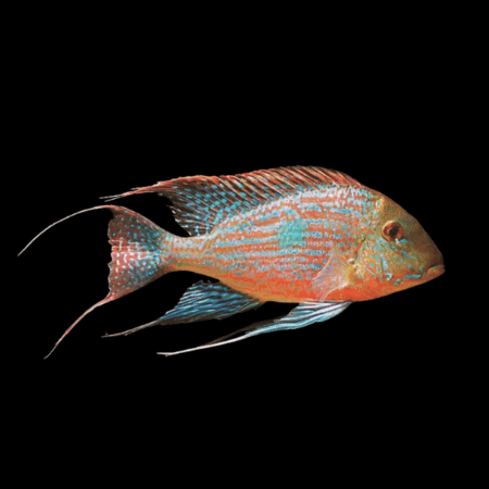 Geophagus sveni