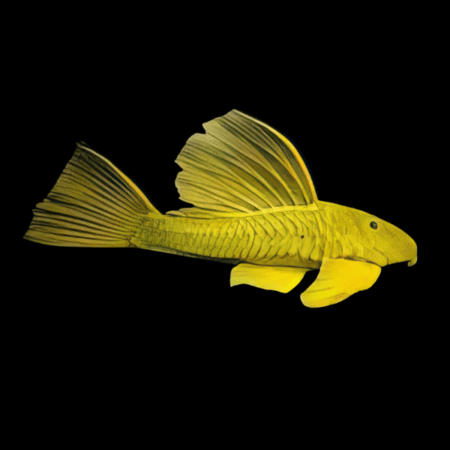Hypostomus luteus