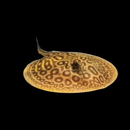 Hystrix stingray