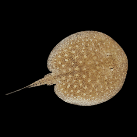 Scobina stingray