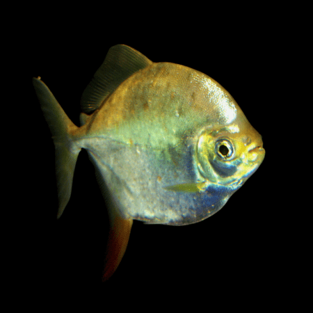 Redhook silver dollar