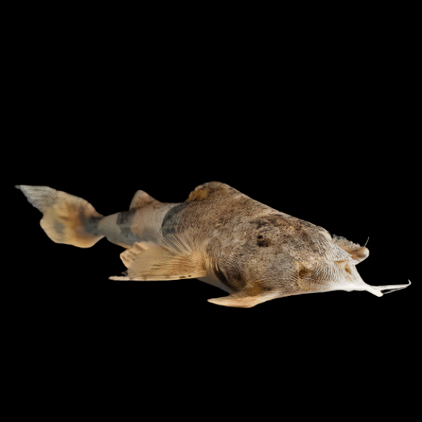 Goonch Catfish