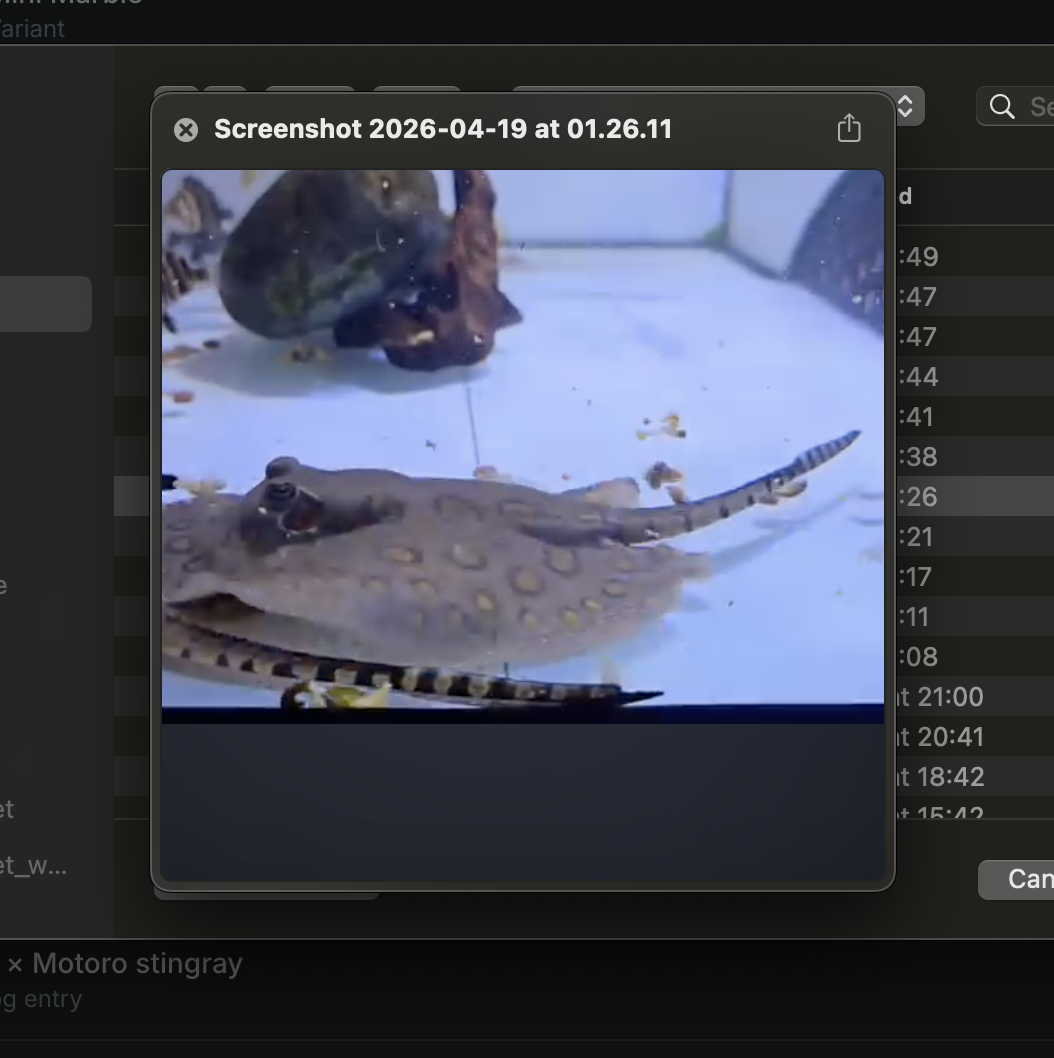 Pearl × Motoro stingray