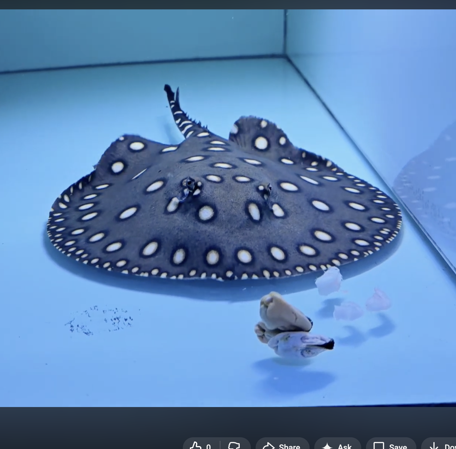 Black diamond stingray × Henle's freshwater stingray