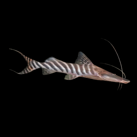 Tigrinus catfish