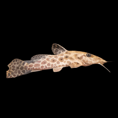 Giraffe catfish