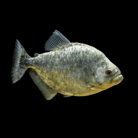 Redeye piranha, black piranha