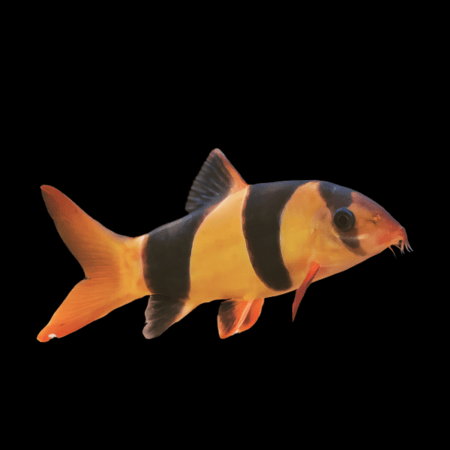 Clown loach