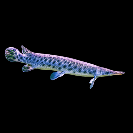 Florida Gar