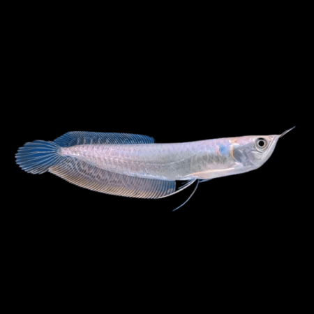 Silver arowana