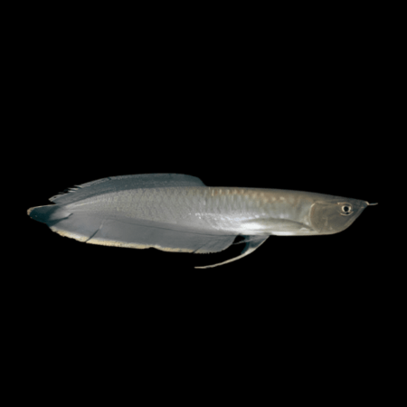 Black arowana