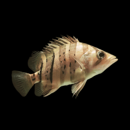 Siamese tigerfish