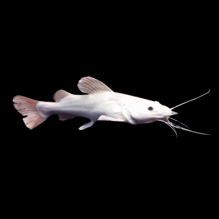 Redtail catfish