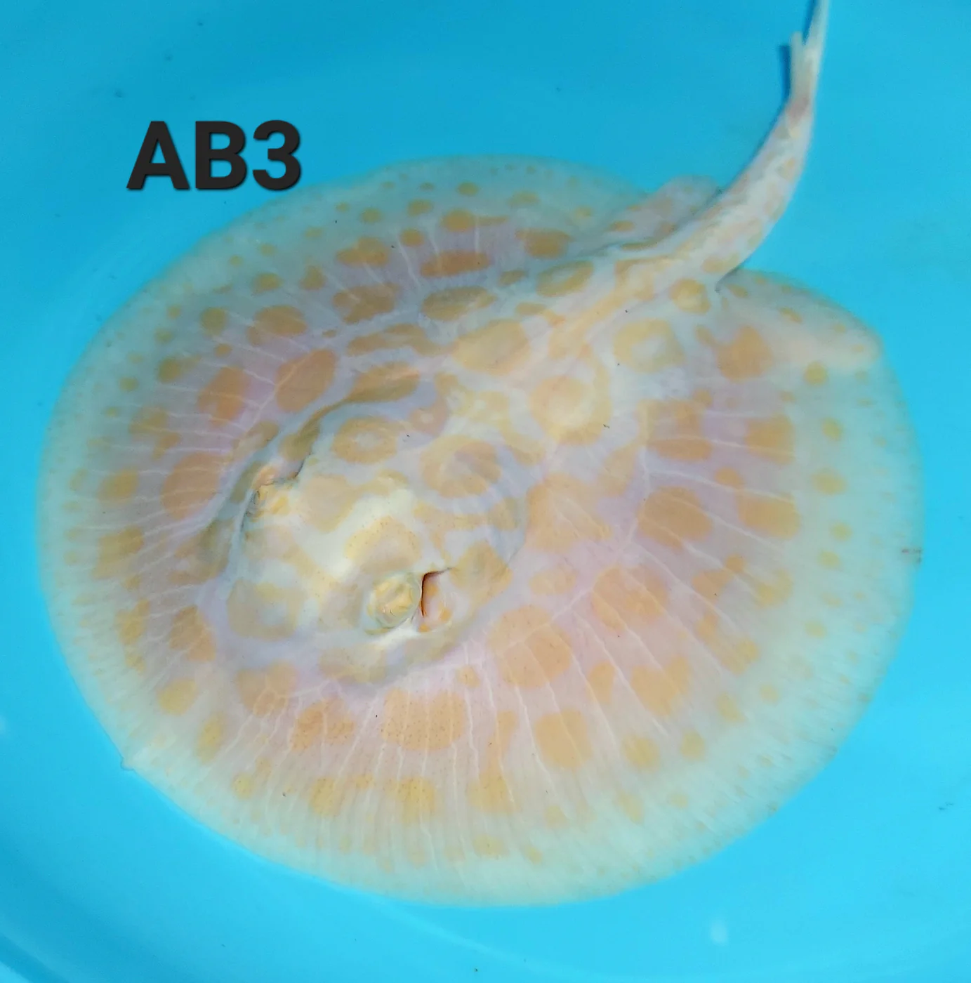 Black diamond stingray