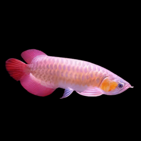 Asian arowana