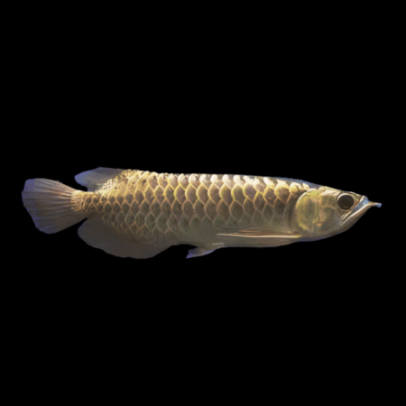 Asian arowana