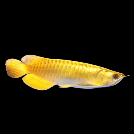 Asian arowana
