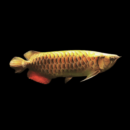Asian arowana