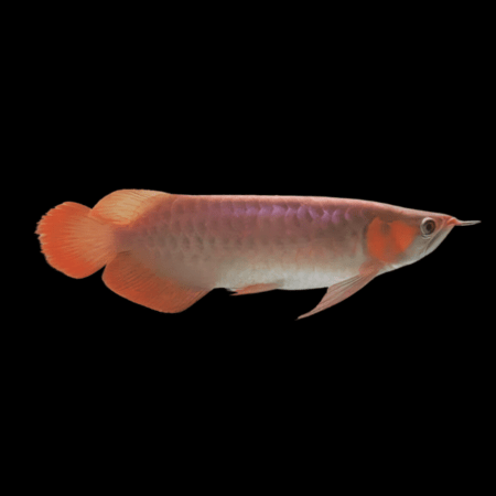Asian arowana