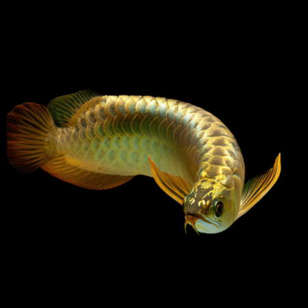Asian arowana