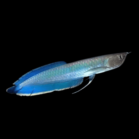 Black arowana